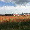 Champ de coquelicot. Monique Pinault